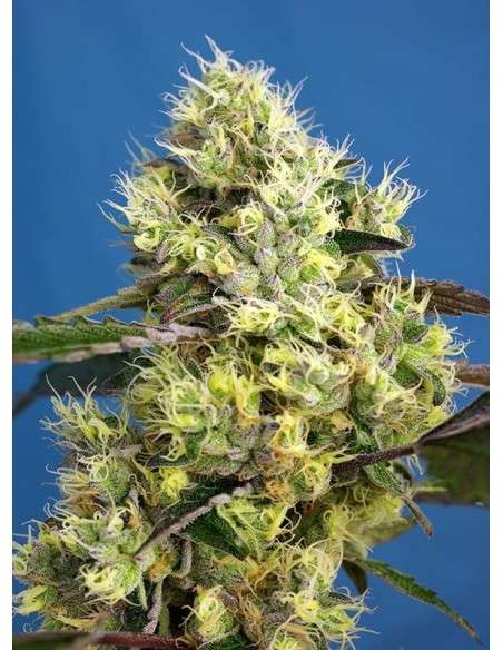 Sweet Seeds - Sweet Gelato Auto - 1