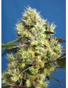 Sweet Seeds - Sweet Gelato Auto - 1
