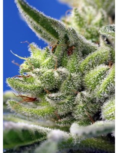 Sweet Seeds - Sweet Gelato Auto - 1 2