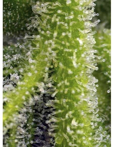 Sweet Seeds - Sweet Gelato Auto - 3