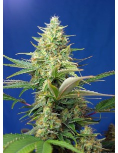 Sweet Seeds - Sweet Pure CBD Auto - 1