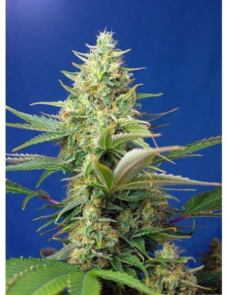 Sweet Seeds - Sweet Pure CBD Auto - 1