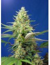 Sweet Seeds - Sweet Pure CBD Auto - 1