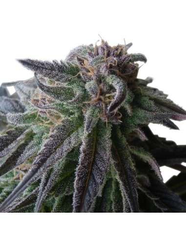 ROYAL QUEEN SEEDS - Special Queen 1 - 4