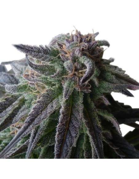 ROYAL QUEEN SEEDS - Special Queen 1 - 4