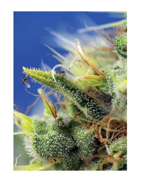 Sweet Seeds - Sweet Pure CBD Auto - 2