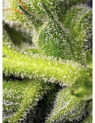 Sweet Seeds - Sweet Pure CBD Auto - 3