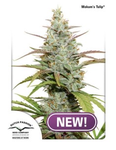 Dutch Passion - Mokum's Tulip - 1