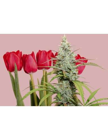 Dutch Passion - Mokum's Tulip - 4