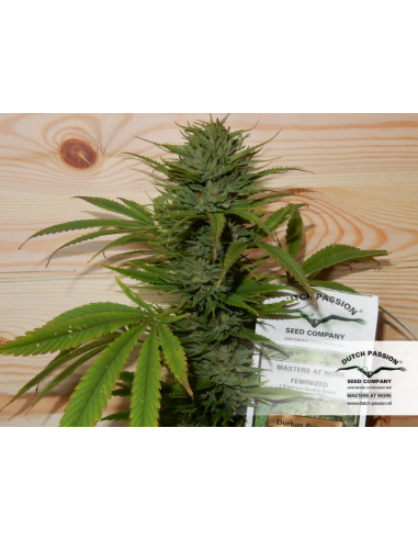 DUTCH PASSION - Durban Poison - 8