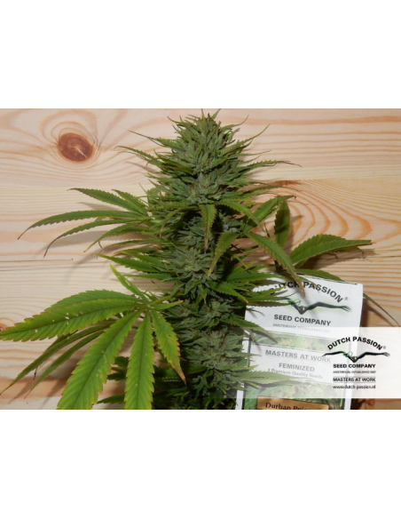 DUTCH PASSION - Durban Poison - 8