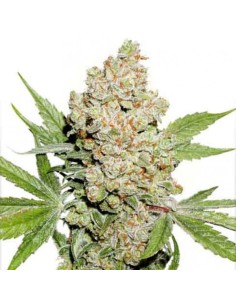 Auto Lemon Zkittle - 1