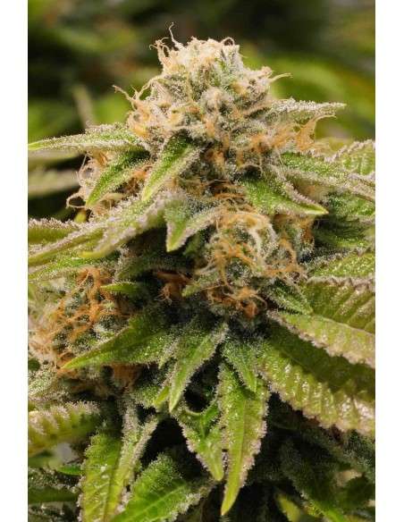 Humboldt Seed - Gorilla Breath - 1
