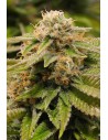 Humboldt Seed - Gorilla Breath - 1