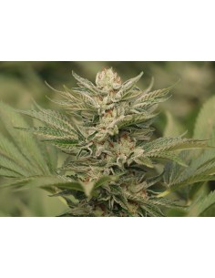 Humboldt Seed - Sapphire Scout - 1