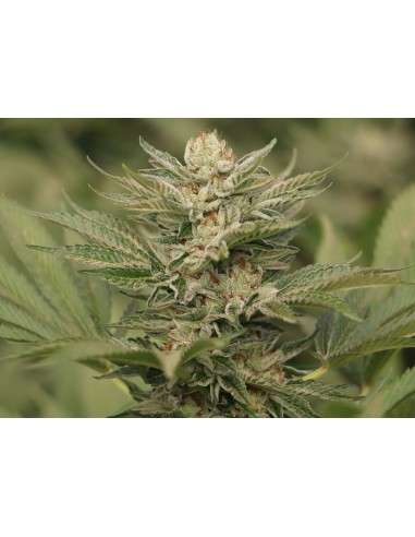 Humboldt Seed - Sapphire Scout - 1