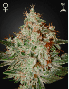 Lemon Skunk - 1
