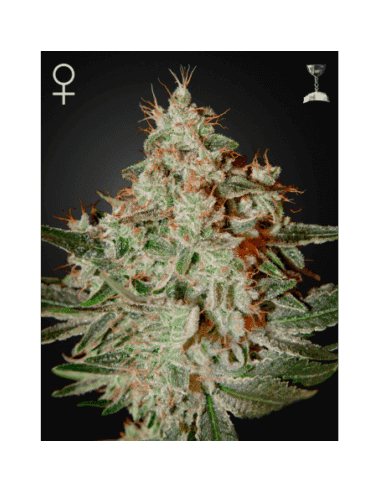 Lemon Skunk - 1