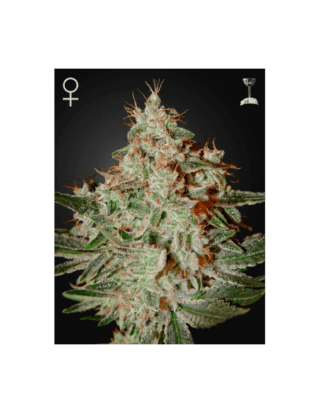 Lemon Skunk - 1