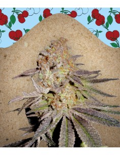 Female Seeds - Cherry Pie - 1