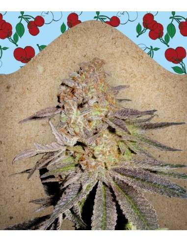 Female Seeds - Cherry Pie - 1