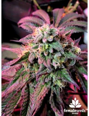 Female Seeds - Cherry Pie - 3