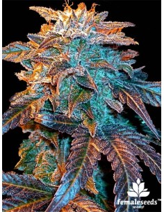 Female Seeds - Auto Gelato - 2 2