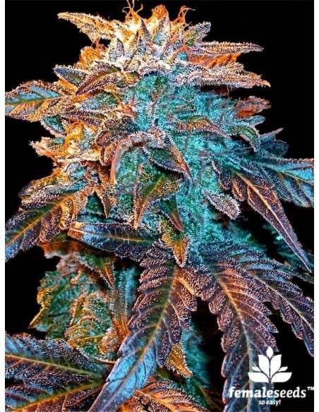 Female Seeds - Auto Gelato - 1