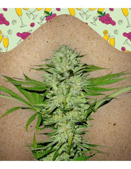 Female Seeds - Mimosa Champagne - 1