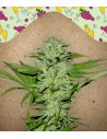 Female Seeds - Mimosa Champagne - 1