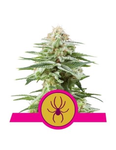 ROYAL QUEEN SEEDS - White Widow - 1