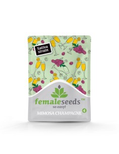 Female Seeds - Mimosa Champagne - 1 2