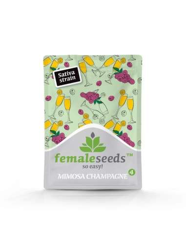 Female Seeds - Mimosa Champagne - 2
