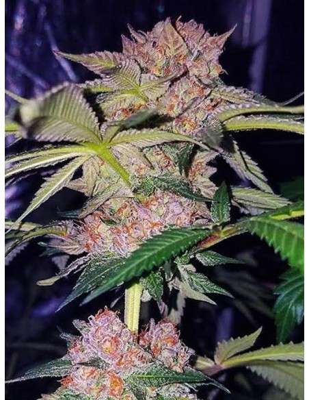 Female Seeds - Mimosa Champagne - 3