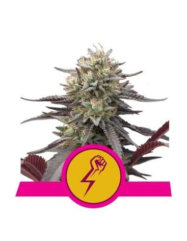 Royal Queen Seeds - Green Crack Punch - 1