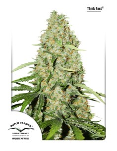 Dutch Passion - Think Fast - 1