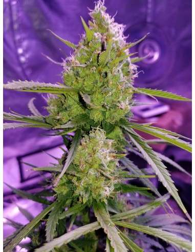 Great White Shark Auto - 1