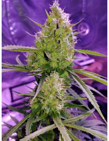 Great White Shark Auto - 1