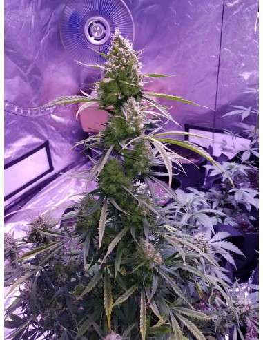Great White Shark Auto - 2