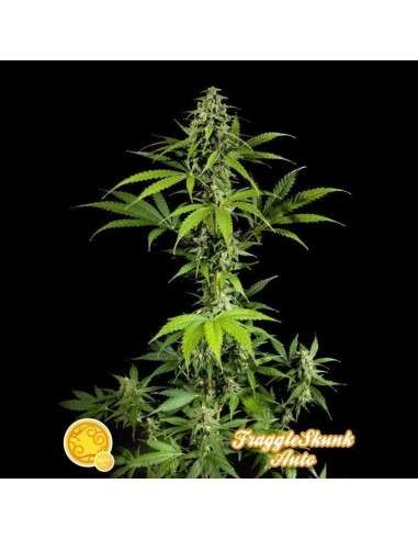 Philosopher Seeds - Fraggle Skunk Auto - 1