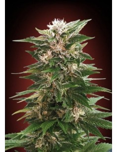 Advanced Seeds - Kaya 47 - 1