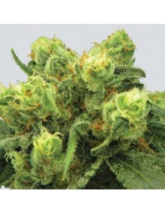 Nirvana - Pre-99 Big Bud - 1