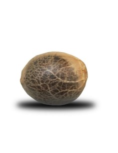 ROYAL QUEEN SEEDS - White Widow - 1 2