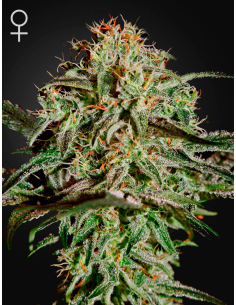Green House Seeds - A.M.S. - 1