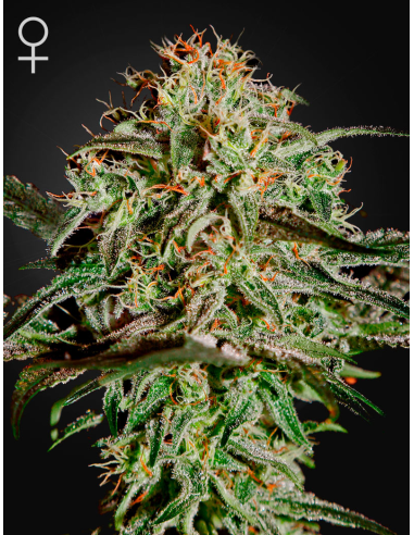 Green House Seeds - A.M.S. - 1
