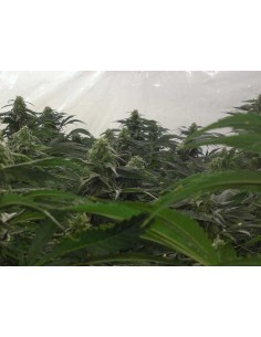 Green House Seeds - A.M.S. - 1 2