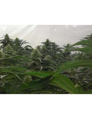 Green House Seeds - A.M.S. - 2