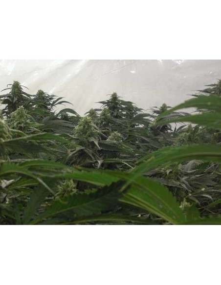 Green House Seeds - A.M.S. - 2