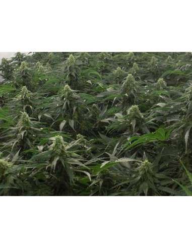 Green House Seeds - A.M.S. - 3