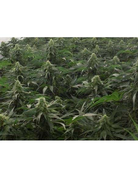 Green House Seeds - A.M.S. - 3